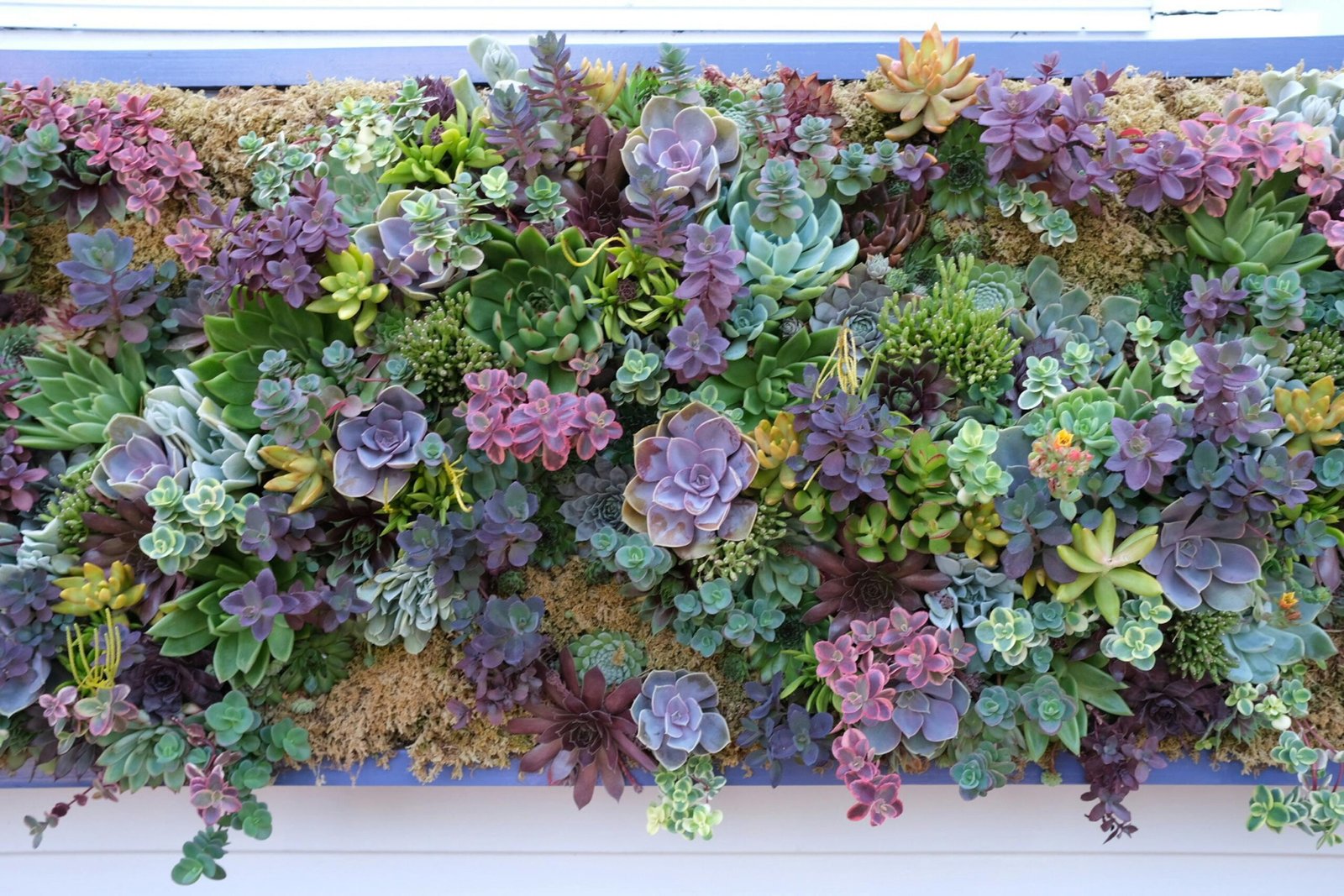 Vertical Gardening: Maximizing Small Spaces