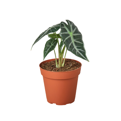 Alocasia Amazonica ‘Bambino’ - Unique Houseplant with Striking Leaves