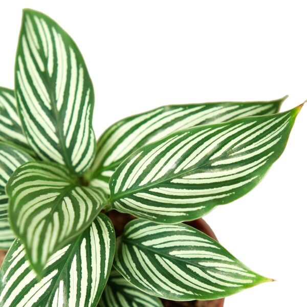 Calathea ‘Vittata’ - Stunning Peacock Plant with Unique Zebra-Like Leaves