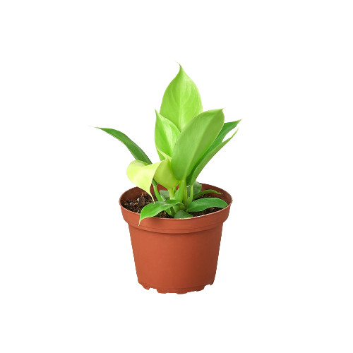 Philodendron ‘Moonlight’ - Vibrant Yellow & Green Indoor Plant for Home Decor