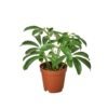Dwarf Umbrella Tree Schefflera Arboricola Indoor Plant Easy Care Houseplant - Image 3