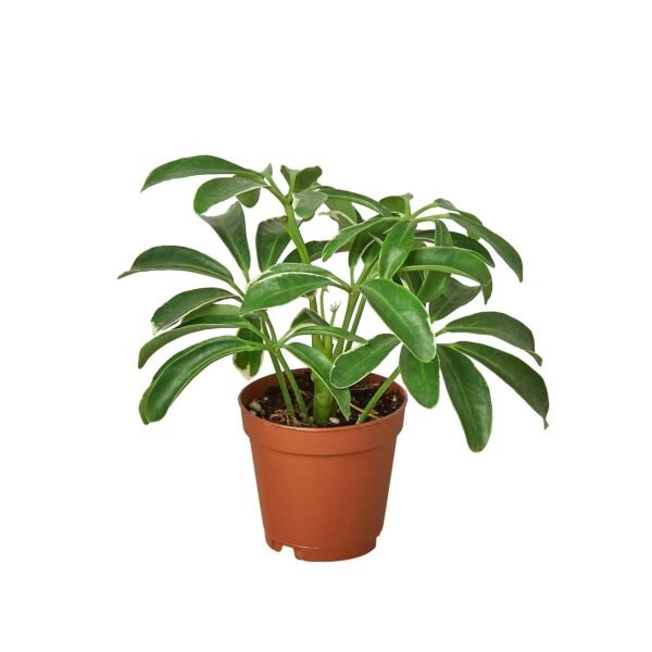 Dwarf Umbrella Tree Schefflera Arboricola Indoor Plant Easy Care Houseplant - Image 3