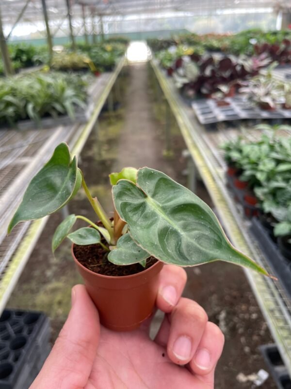 Philodendron ‘Billietiae’ - Unique Climbing Plant with Orange Petioles - Image 2
