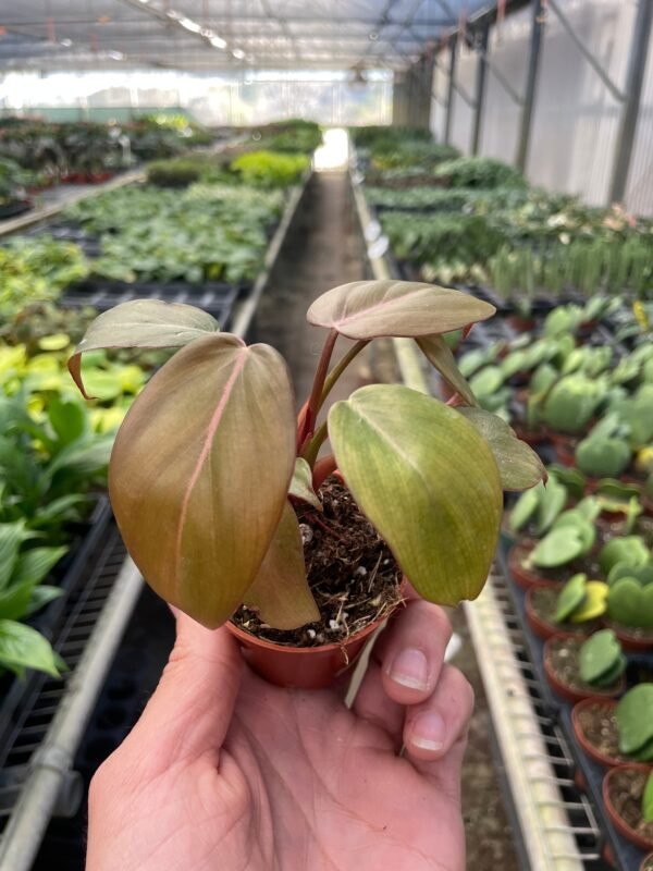 Philodendron ‘Summer Glory’ - Unique Hybrid with Reddish Bronze Foliage - Image 6