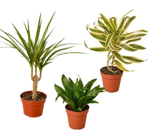 3 Varieties Dracaena Plant Pack - Easy Care Houseplants in 4” Pots