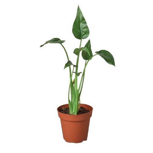 Alocasia ‘Tiny Dancer’ - 4” Pot - Unique Indoor Plant