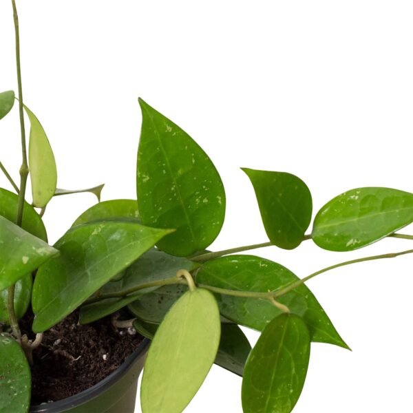 Hoya ‘Black Margin’ - Stunning Hoya Sunrise Plant with Dark Green Leaves - Image 2