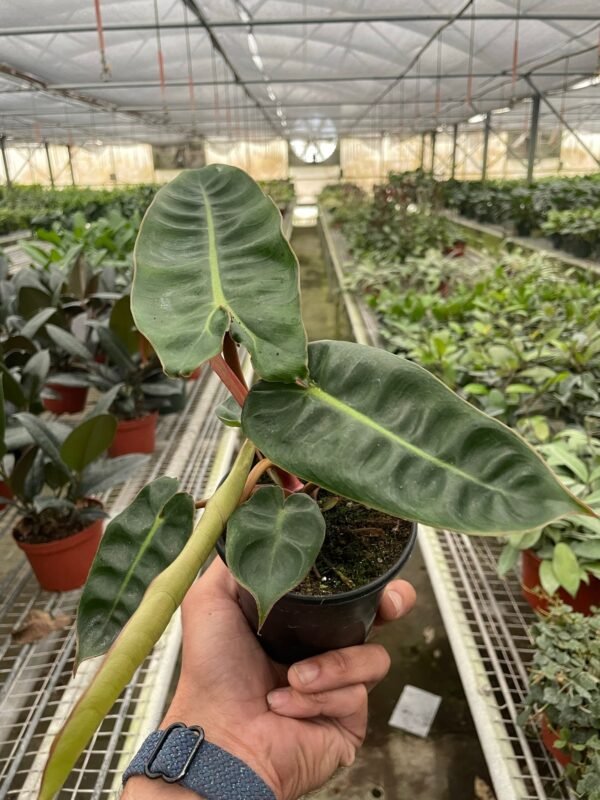Philodendron ‘Billietiae’ - Unique Climbing Plant with Orange Petioles - Image 3
