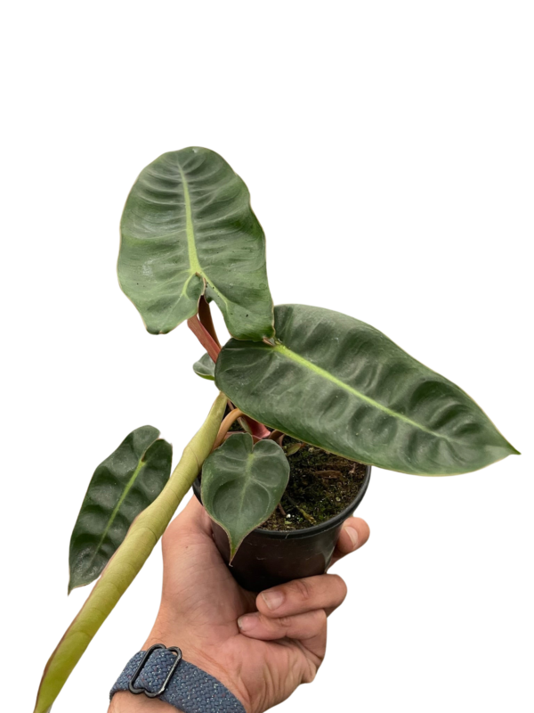 Philodendron ‘Billietiae’ - Unique Climbing Plant with Orange Petioles - Image 5