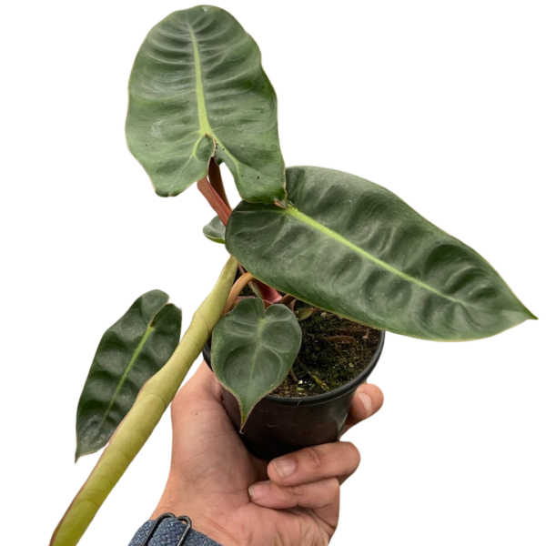 Philodendron ‘Billietiae’ - Unique Climbing Plant with Orange Petioles