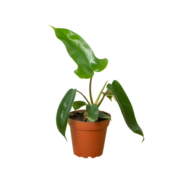 Philodendron ‘Florida Green’ - Lush Evergreen Hybrid Plant Unique Lobed Leaves