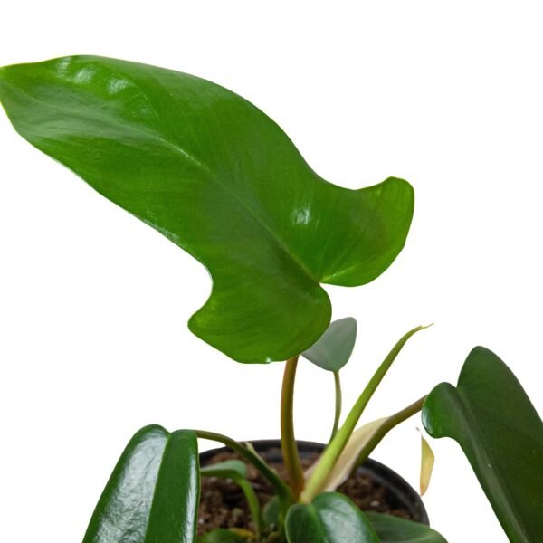 Philodendron ‘Florida Green’ - Lush Evergreen Hybrid Plant Unique Lobed Leaves - Image 2