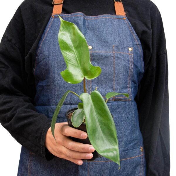 Philodendron ‘Florida Green’ - Lush Evergreen Hybrid Plant Unique Lobed Leaves - Image 3