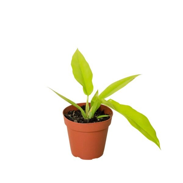 Philodendron ‘Ring of Fire Gold’ - Rare Houseplant, Colorful Foliage, Easy Care