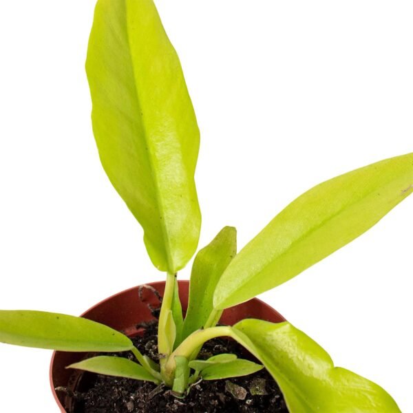 Philodendron ‘Ring of Fire Gold’ - Rare Houseplant, Colorful Foliage, Easy Care - Image 2