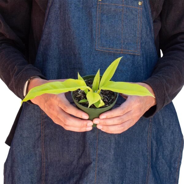 Philodendron ‘Ring of Fire Gold’ - Rare Houseplant, Colorful Foliage, Easy Care - Image 3