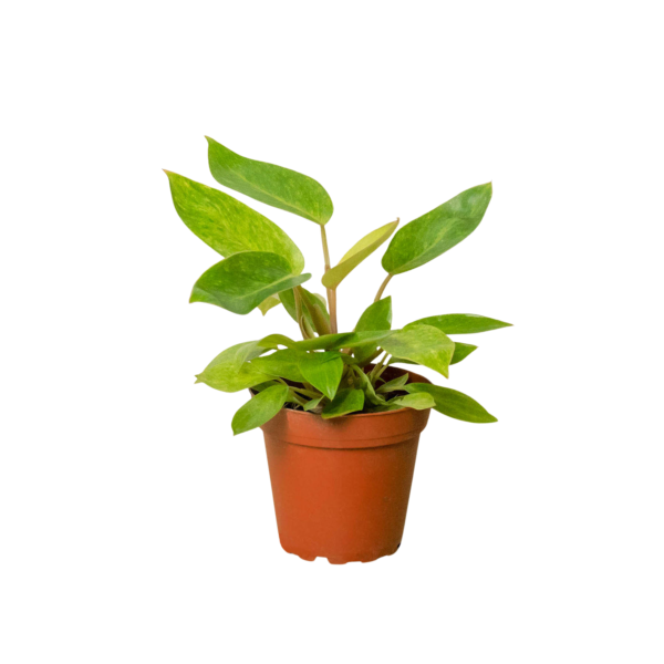 Philodendron ‘Painted Lady’ - Variegated Climbing Plant for Indoor & Outdoor Spaces