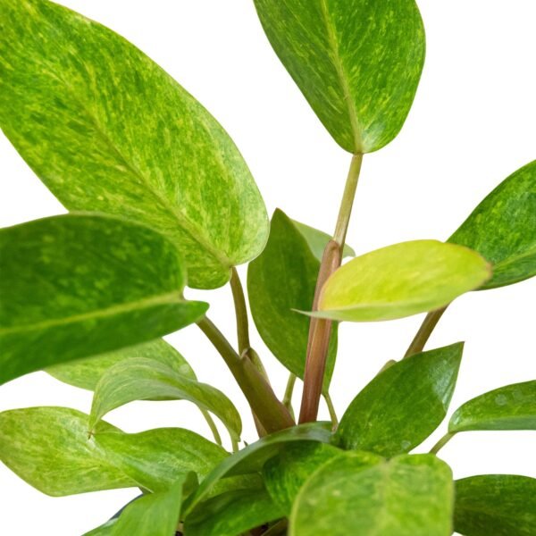 Philodendron ‘Painted Lady’ - Variegated Climbing Plant for Indoor & Outdoor Spaces - Image 2