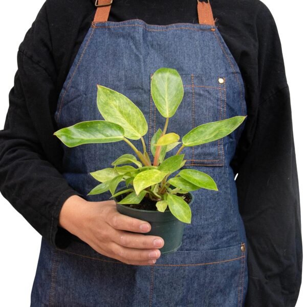 Philodendron ‘Painted Lady’ - Variegated Climbing Plant for Indoor & Outdoor Spaces - Image 3