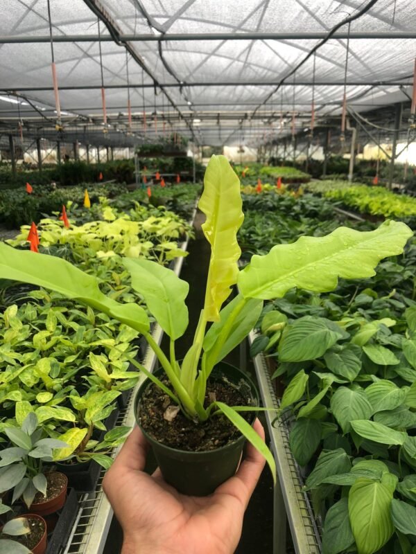 Philodendron ‘Ring of Fire Gold’ - Rare Houseplant, Colorful Foliage, Easy Care - Image 4