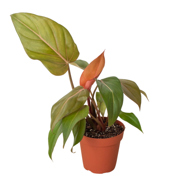 Philodendron ‘Summer Glory’ - Unique Hybrid with Reddish Bronze Foliage