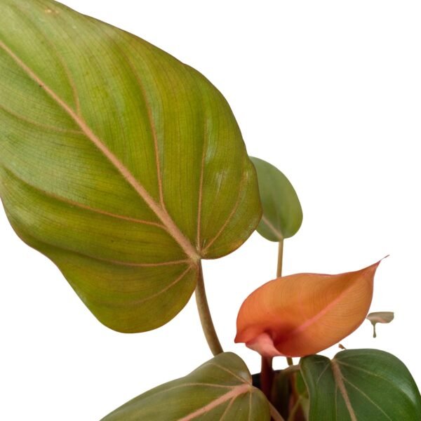 Philodendron ‘Summer Glory’ - Unique Hybrid with Reddish Bronze Foliage - Image 2