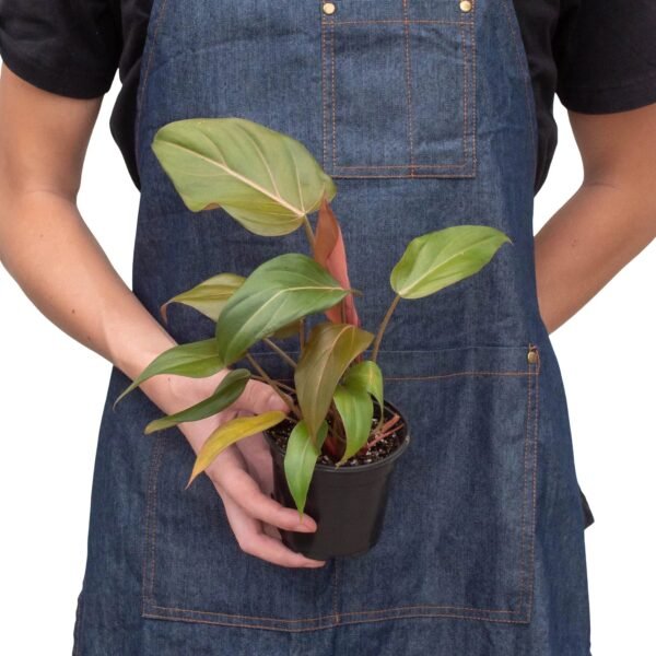 Philodendron ‘Summer Glory’ - Unique Hybrid with Reddish Bronze Foliage - Image 3