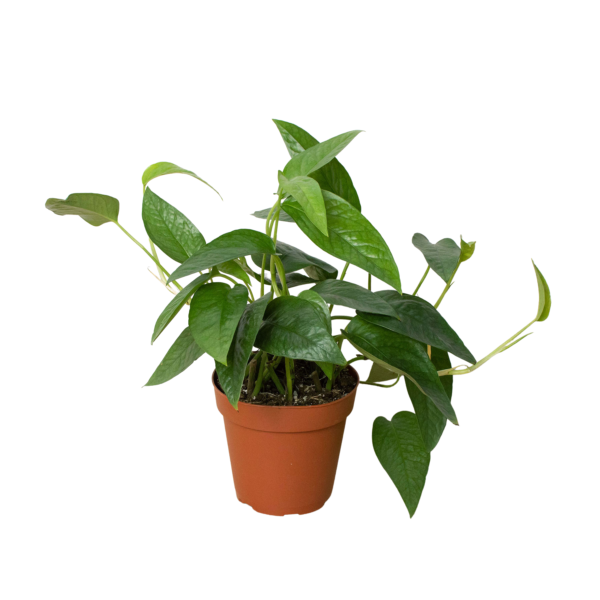 Cebu Blue Pothos Plant - Stunning Epipremnum Pinnatum for Home Decor