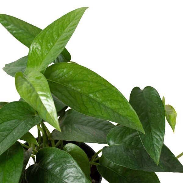 Cebu Blue Pothos Plant - Stunning Epipremnum Pinnatum for Home Decor - Image 2