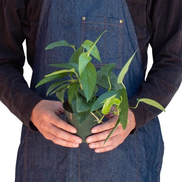 Cebu Blue Pothos Plant - Stunning Epipremnum Pinnatum for Home Decor - Image 3