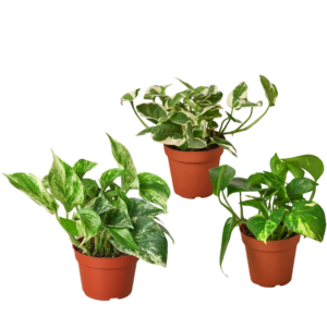 3 Pothos Variety Pack - Air Purifying Plants in 4” Pots for Home & Office