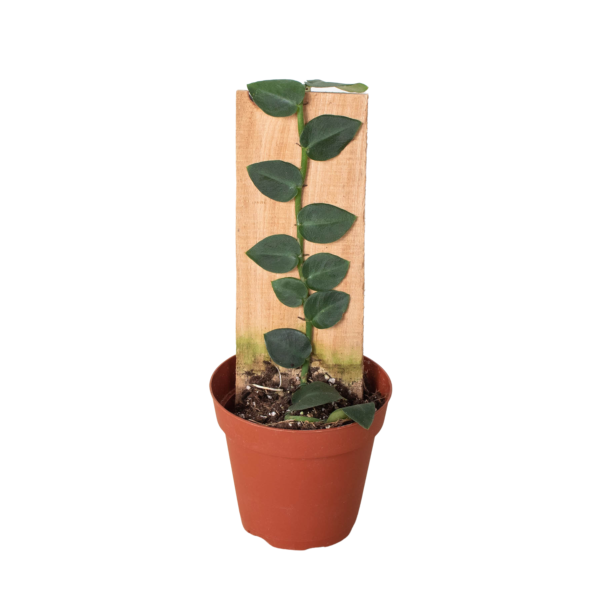 Rare Rhaphidophora ‘Hayi’ Shingle Plant - Tropical Climbing Houseplant