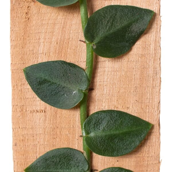 Rare Rhaphidophora ‘Hayi’ Shingle Plant - Tropical Climbing Houseplant - Image 2