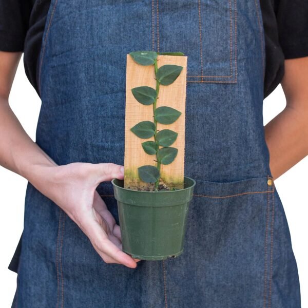 Rare Rhaphidophora ‘Hayi’ Shingle Plant - Tropical Climbing Houseplant - Image 3