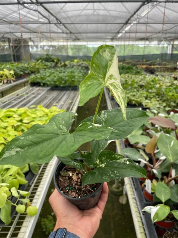 Syngonium ‘Albo Variegata’ - Stunning Arrowhead Plant for Shady Patios - Image 2