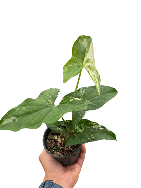 Syngonium ‘Albo Variegata’ - Stunning Arrowhead Plant for Shady Patios - Image 3