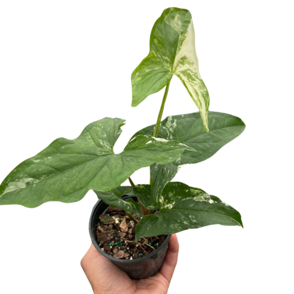 Syngonium ‘Albo Variegata’ - Stunning Arrowhead Plant for Shady Patios