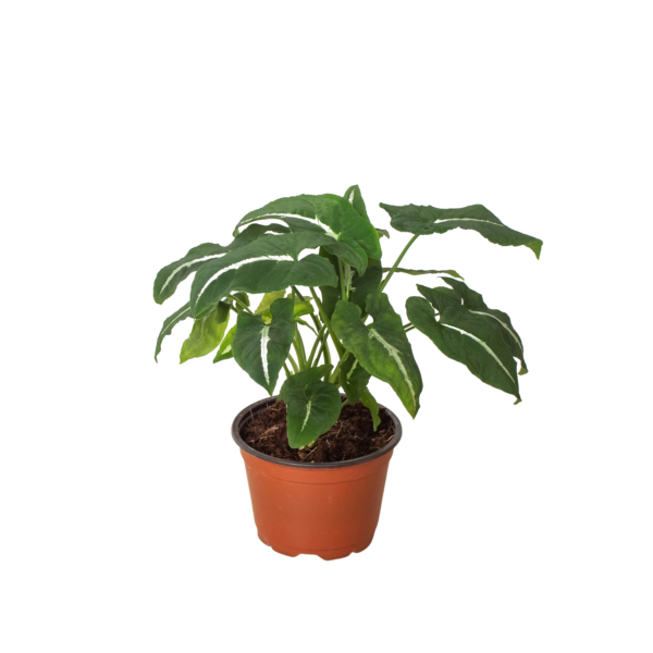 Syngonium wendlandii ‘Black Velvet’ - Unique Indoor Plant with Dark Leaves