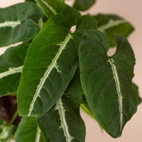 Syngonium wendlandii ‘Black Velvet’ - Unique Indoor Plant with Dark Leaves - Image 2