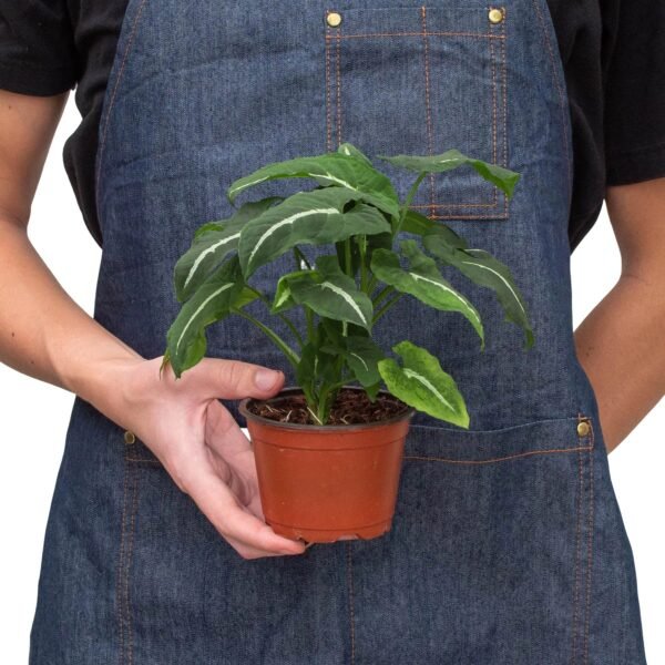 Syngonium wendlandii ‘Black Velvet’ - Unique Indoor Plant with Dark Leaves - Image 3
