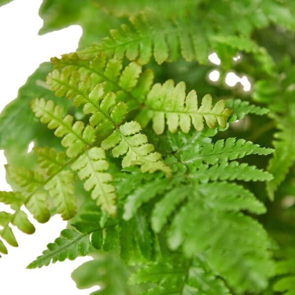'Autumn' Fern - Image 2