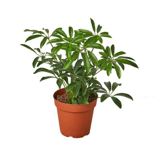 Dwarf Umbrella Tree Schefflera Arboricola Indoor Plant Easy Care Houseplant