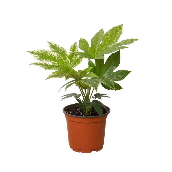Fatsia ‘Spider’s Web’ - Variegated Japanese Aralia for Shady Gardens