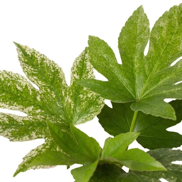 Fatsia ‘Spider’s Web’ - Variegated Japanese Aralia for Shady Gardens - Image 2