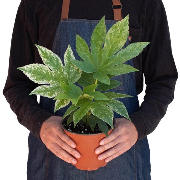 Fatsia ‘Spider’s Web’ - Variegated Japanese Aralia for Shady Gardens - Image 3