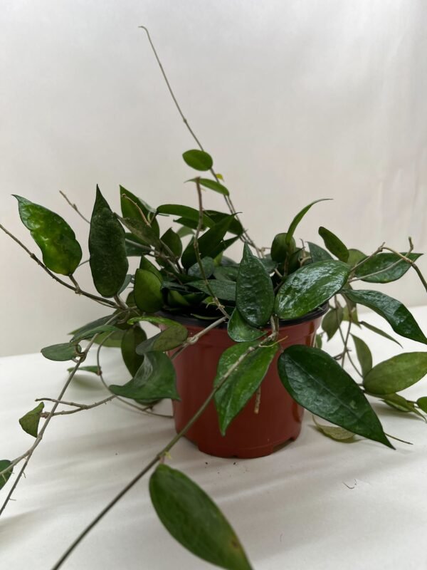 Hoya ‘Black Margin’ - Stunning Hoya Sunrise Plant with Dark Green Leaves - Image 4