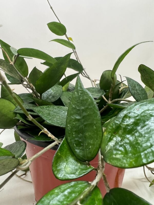 Hoya ‘Black Margin’ - Stunning Hoya Sunrise Plant with Dark Green Leaves - Image 5