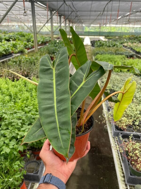 Philodendron ‘Billietiae’ - Unique Climbing Plant with Orange Petioles - Image 4