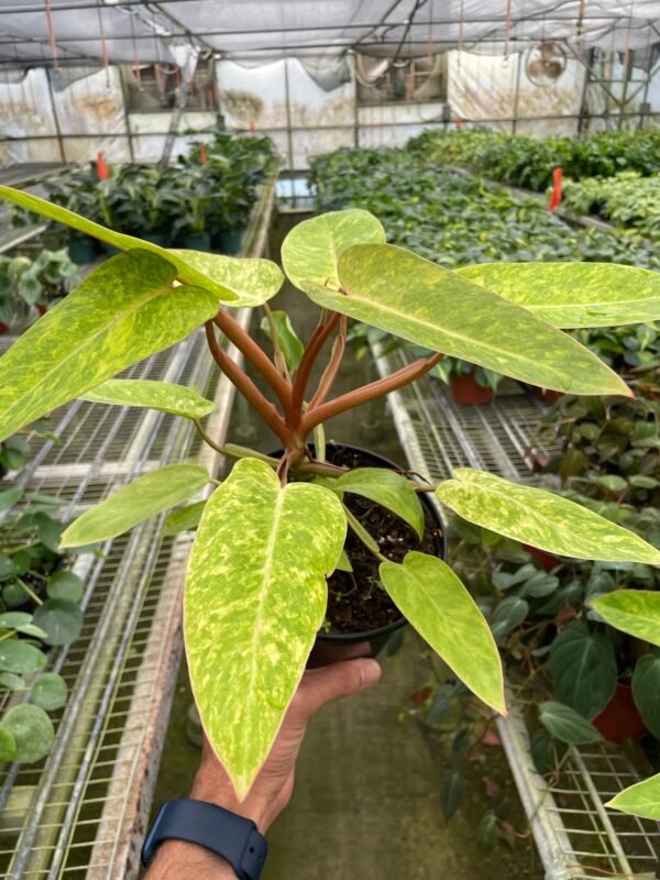 Philodendron ‘Painted Lady’ - Variegated Climbing Plant for Indoor & Outdoor Spaces - Image 4