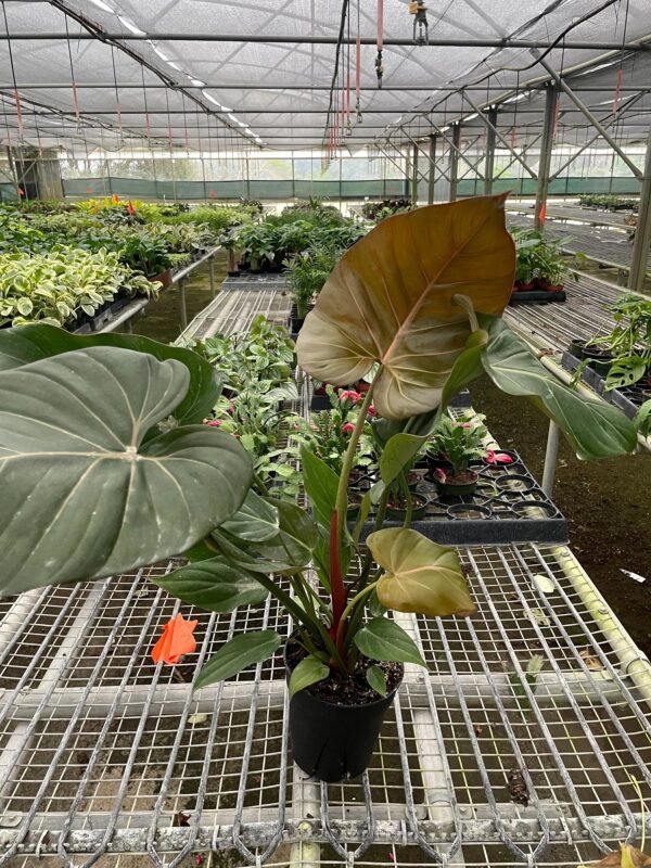 Philodendron ‘Summer Glory’ - Unique Hybrid with Reddish Bronze Foliage - Image 5